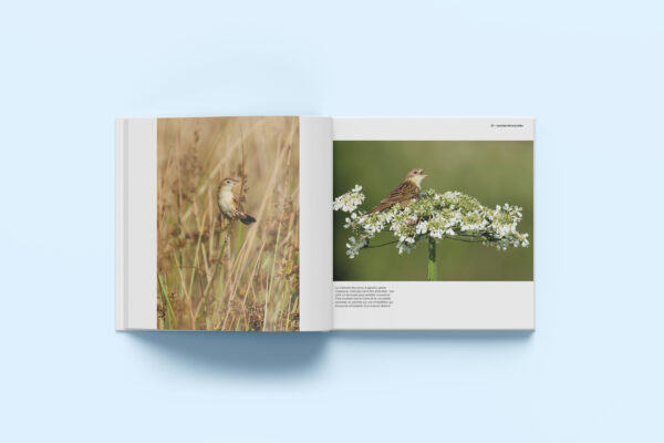 FauneSauvage-6